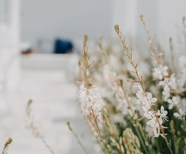 מלון Aether Boutique Glastros (Mykonos)